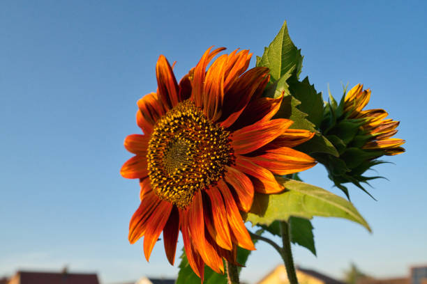 Yellow sunflower blooms in garden with red barn in background.