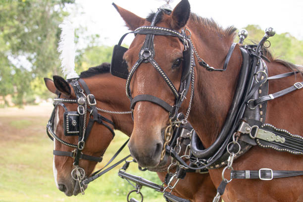 istock Two beautiful brown horses resting after pulling carriage at wedding ceremony 1333805778