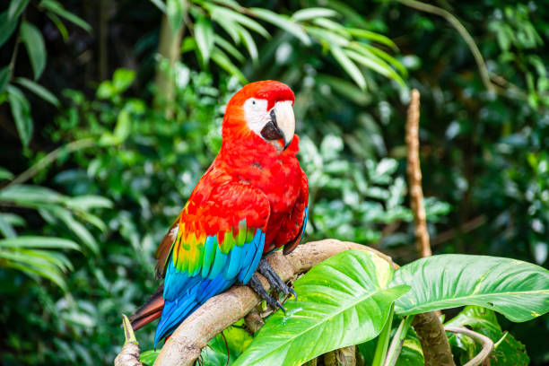 Red Macaw while standing on a branch in the forest Red Macaw in it's natural habitat standing on a branch on a rainforest. aviary photos stock pictures, royalty-free photos & images