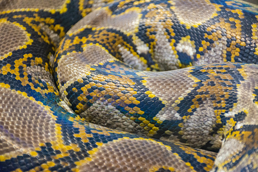 Close-up of a snake's skin yellow pattern. Good for background