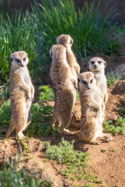istock Small wild meerkat animal in a natural enclosure 1333807671