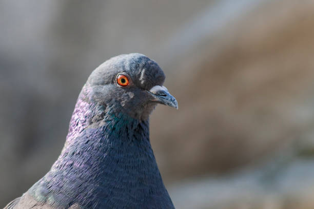 istock Portrait of a Columba - A pigeon drinks water 1333807793