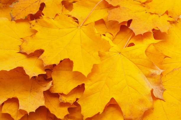 istock Pile of yellow leaves. 1333807908