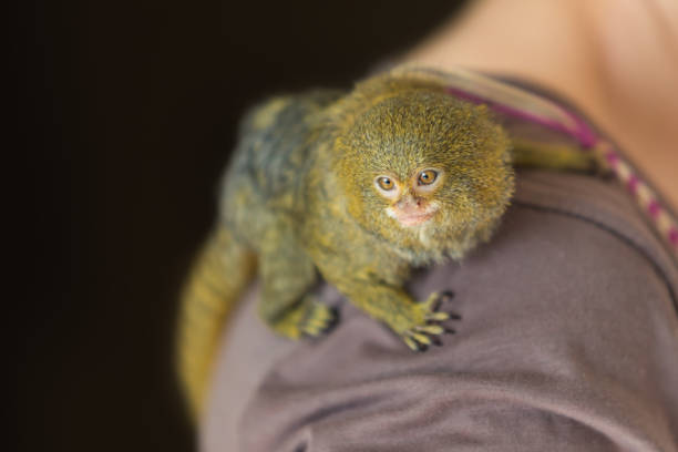 Dwarf Marmoset - Callithrix pygmaea - A small brown monkey in captivity Dwarf Marmoset - Callithrix pygmaea - A small brown monkey in captivity. pygmy marmoset stock pictures, royalty-free photos & images