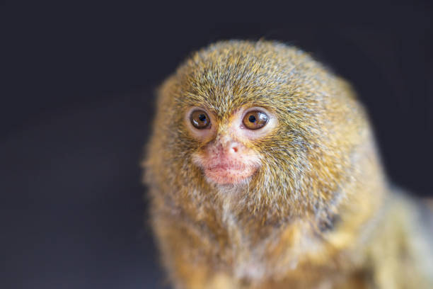Portrait of the head of the smallest dwarf marmoset monkey - Callithrix pygmaea. It is dark behind Portrait of the head of the smallest dwarf marmoset monkey - Callithrix pygmaea. It is dark behind. pygmy marmoset stock pictures, royalty-free photos & images
