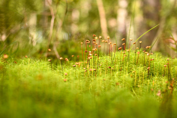 istock Moss blossoming. Small brown boxes on thin threads rise up to spray the spores. 1333809604