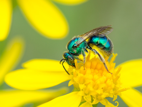 A green sweat bee feeding on a yellow bloom.
