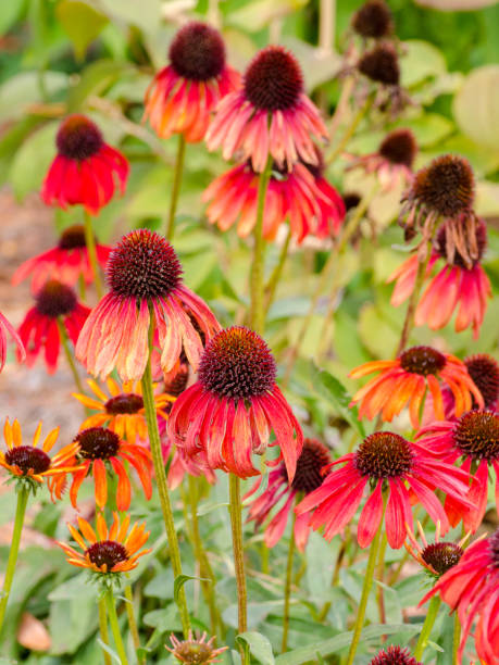 istock A grouping of red echinacea. 1333810438