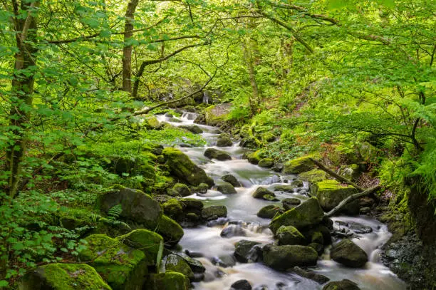 Wide angle of Burbage Brook stream running through lush trees at Padley Gorge in the Peak District National Park, England, UK