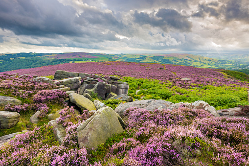 Wide angle view of summer heather in full bloom on Over Owler Tor in the Peak District National Park, England, UK.