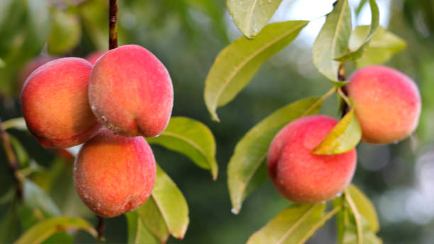 istock Peaches growing on a tree in the summer .Natural fruit. Peaches on tree branches.Delicious and healthy organic nutrition. Beautiful garden with ripened nectarines.Healthy eating, vegetarianism, vegan 1333812925