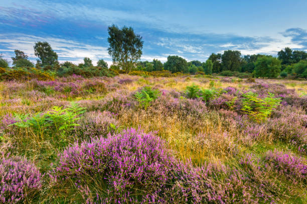 heather e sunset, brocton coppice, cannock chase, staffordshire, inglaterra, reino unido - staffordshire - fotografias e filmes do acervo