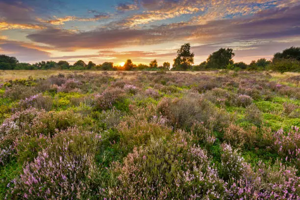 Wide angle of purple summer heather on Brocton Coppice at Cannock Chase, Area of Outstanding National Beauty, Staffordshire, England, UK.