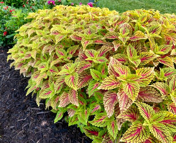 Coleus Plants in Flower Bed