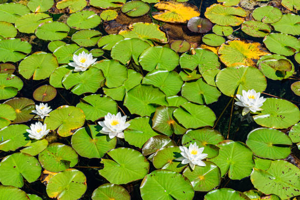 istock Water lily in a pond 1333817308