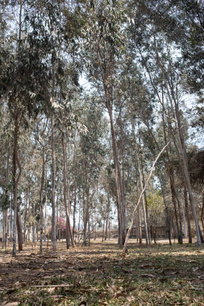 istock Image of Eucalyptus forest in Peru. Group and details of trees. 1333817444