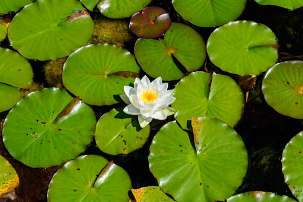 istock Single white water lily blossom in a pond 1333817517