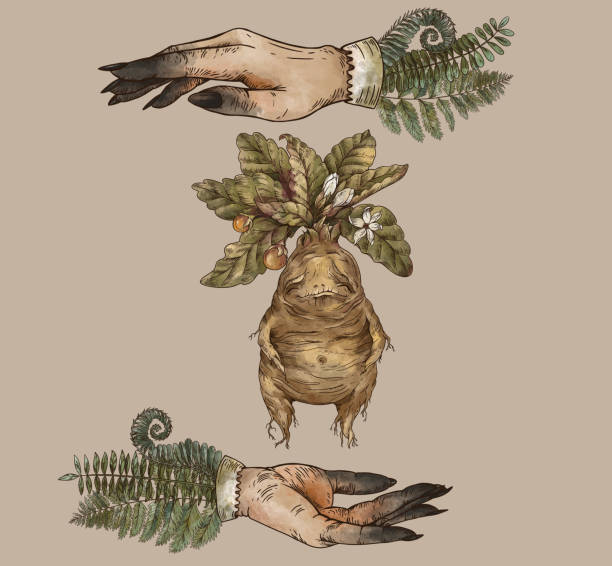 Mandrake Root Stock Illustrations – 250 Mandrake Root Stock Illustrations,  Vectors & Clipart - Dreamstime