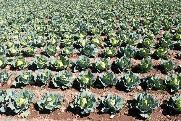 istock Image of a cabbage field in Peruvian Andes in the Sacred Valley 1333818376