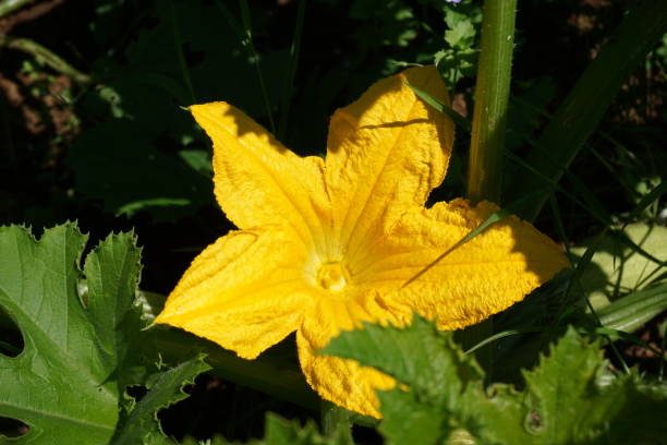 fleur de courgette - squash flower plant single flower photos et images de collection