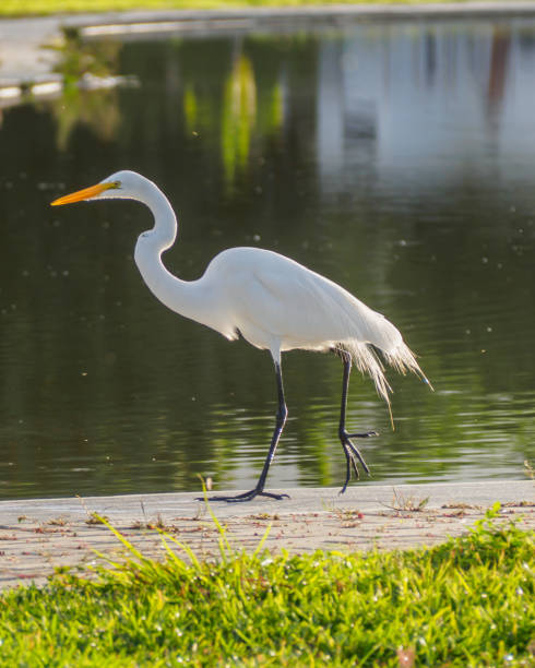istock Birds around the lagoon 1333819978