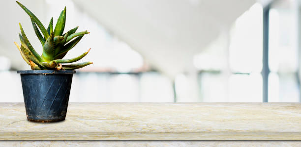 Aloe Vera Plant pot on marble board empty table in front of blurred background. Perspective white marble over blur in coffee shop - can be used for display or montage your products