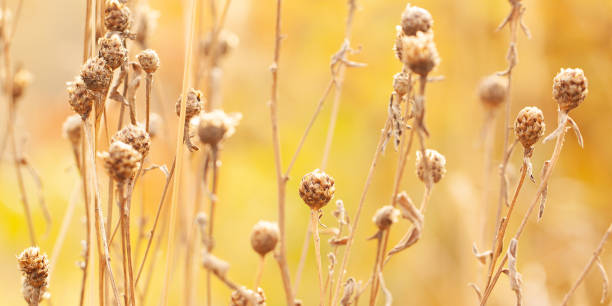 istock faded wildflowers with dry stems, leaves and seeds, background 1333821913