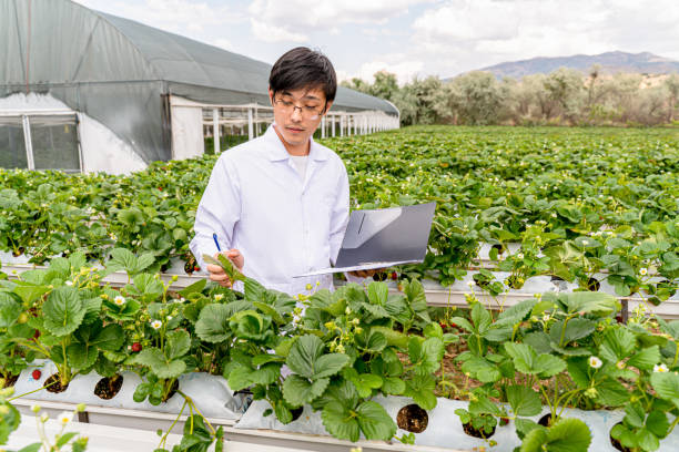 nowoczesna szklarnia do uprawy truskawek z systemem nawadniania. skala przemysłowa upraw roślin.  hydroponiczne gospodarstwo wertykalne - field vertical agriculture crop zdjęcia i obrazy z banku zdjęć