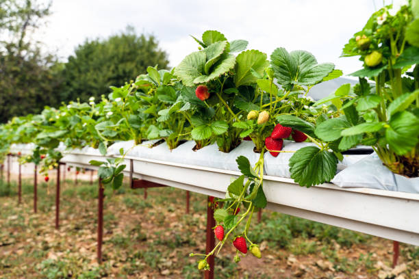 nowoczesna szklarnia do uprawy truskawka z systemem nawadniania. skala przemysłowa roślin uprawnych.  hydroponiczne pionowe gospodarstwo - field vertical agriculture crop zdjęcia i obrazy z banku zdjęć