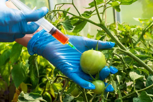 Female scientist in blue medical gloves holds syringe with a red chemical fertilizer. Crop treatment with toxin from insect pests. GMO food injection. Experiments accelerating growth of vegetables.