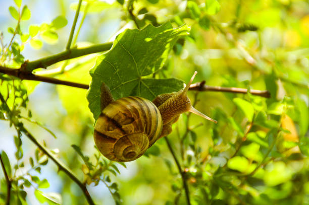 istock One large grape snail sits on a green vine leaf. Macro, close-up. Copse snail (Arianta arbustorum) is a medium-sized species of land snail. 1333825447