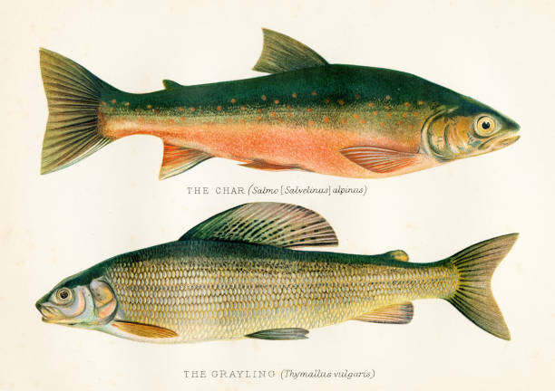 stockillustraties, clipart, cartoons en iconen met the char and grayling fish antique illustration 1894 - trekzalm