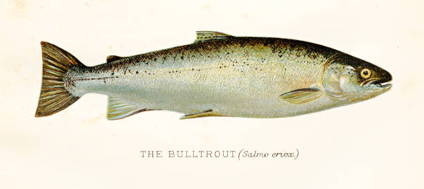 ilustraciones, imágenes clip art, dibujos animados e iconos de stock de la ilustración antigua 1894 de los pescados del bulltrout - bull trout