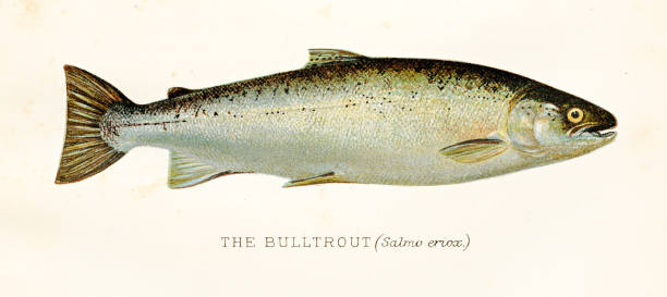 The bulltrout fish antique illustration 1894 British fresh water fishes 1894 bull trout stock illustrations