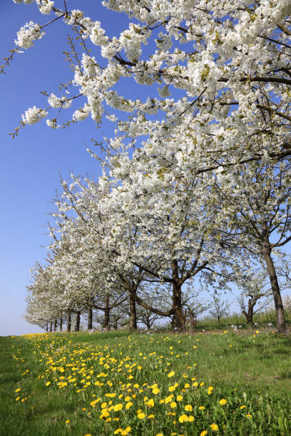 spring meadow with dandelions and flowering cherry