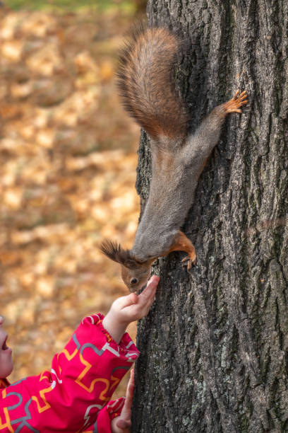 istock Girl feeds a squirrel with nuts in an autumn park. 1333830790