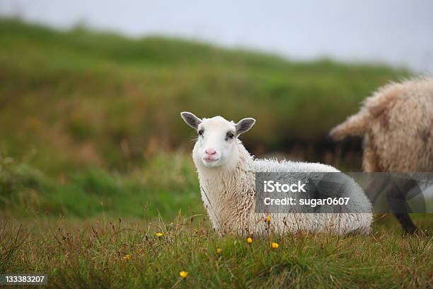 ラム羊横の草地 - ウールのストックフォトや画像を多数ご用意 - ウール, ヒツジ, メーメー鳴く