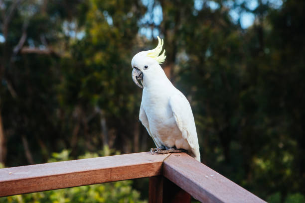 istock Wild Cockatoo Eating in Australia 1333832234