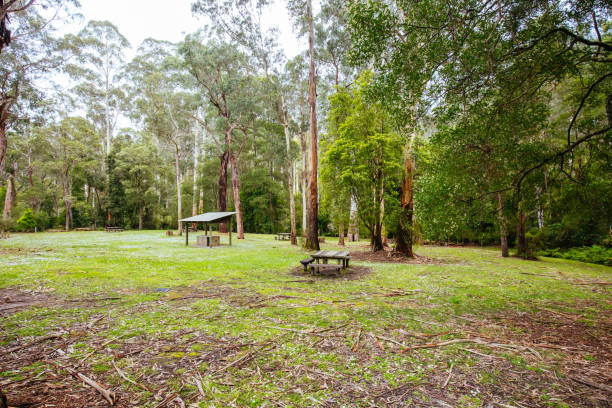 istock Henderson Falls Cape Otway in Australia 1333832246