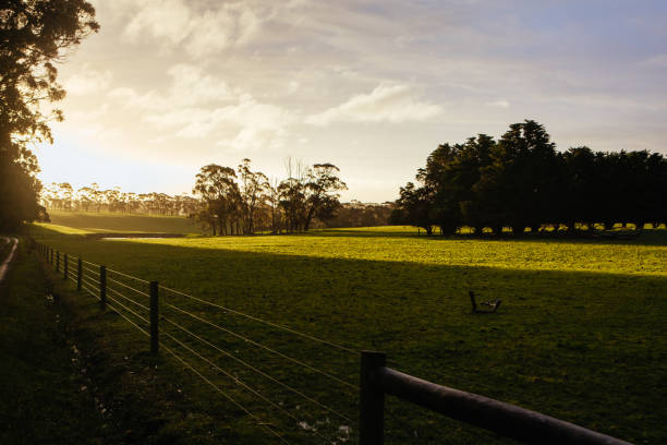 istock Barongarook Fields Landscape in Australia 1333832269