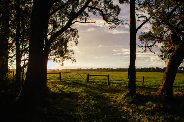 istock Barongarook Fields Landscape in Australia 1333832272