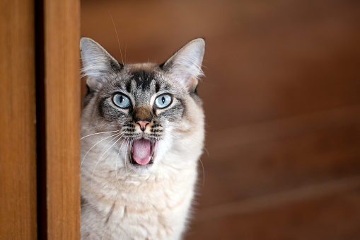 close-up of a surprised cat face with open mouth and a funny expression