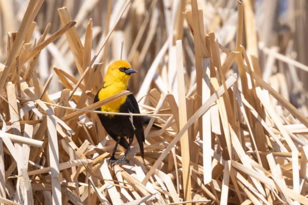 Male Yellow-headed Blackbird in the Reeds The yellow-headed blackbird is a medium-sized blackbird, and the only member of the genus Xanthocephalus. common blackbird turdus merula stock pictures, royalty-free photos & images