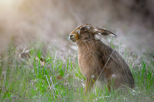 Large hare in the grass with ears back