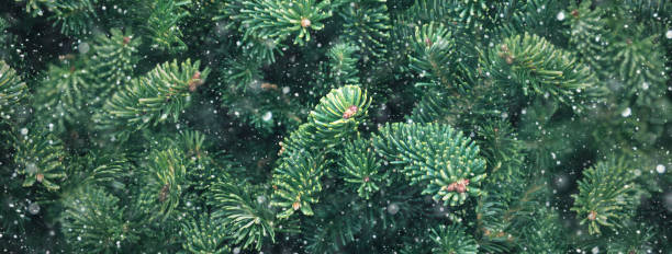 istock Christmas Douglas Fir Tree Branch and Snow Textured Background, Pine Tree Branches with Snowflakes Close Up Horizontal Background 1333840540