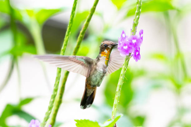 istock A juvenile Ruby Topaz hummingibrd (Chrysolampis mosquitus) feeding on a purple Vervain flower. 1333841124