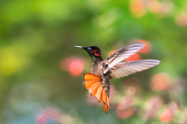 Bird in flight.  Tropical hummingbird in a garden.