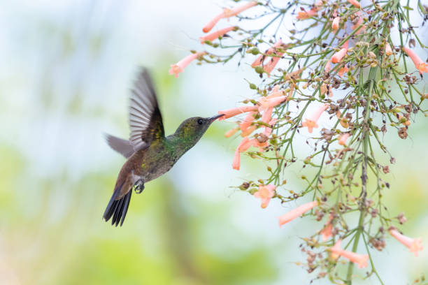 istock A Copper-rumped hummingbird (Amazilia tobaci) feeding on peach Antigua Heath flowers in a pastel setting. 1333841142