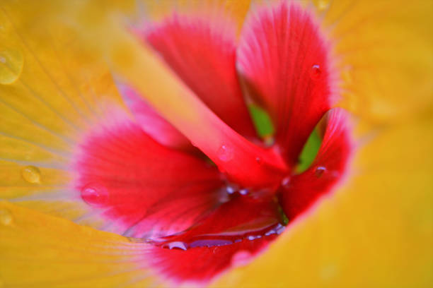 istock The yellow stiletto with hibiscus flower red 1333841329