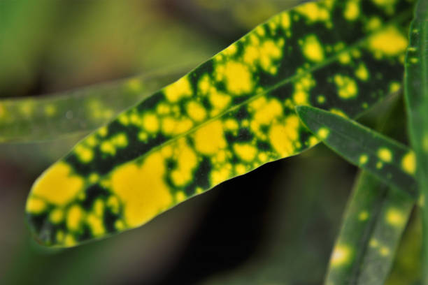 Details of the green and yellow leaf of Codieaum Variegatum Puctatum in the vase